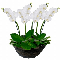 Bello Diseño en 6 Finas Orquídeas 